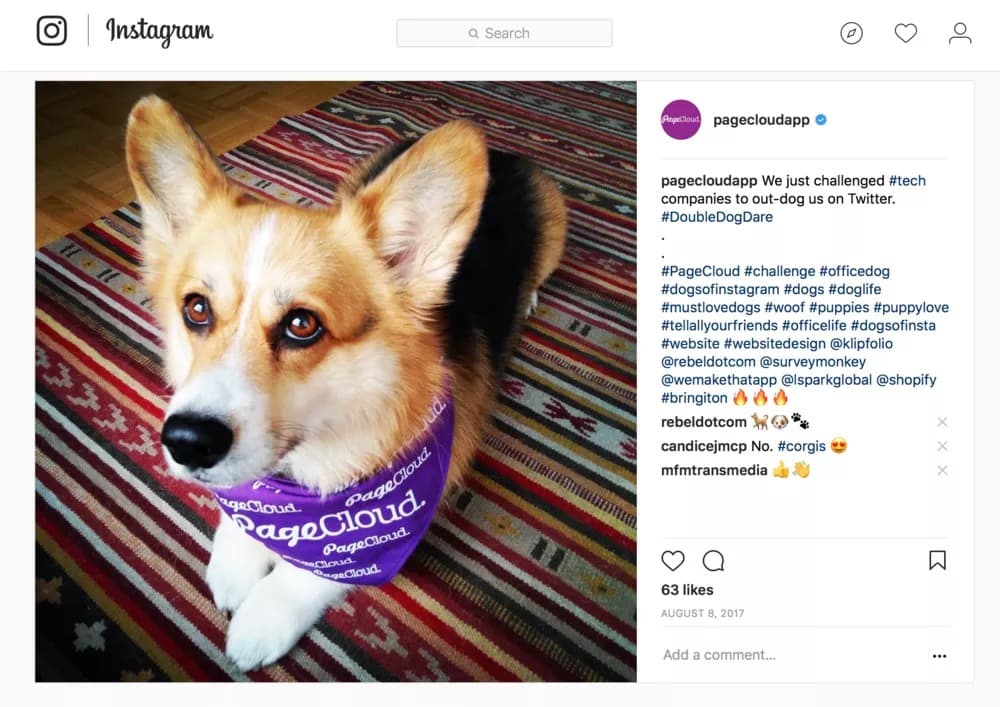 faire un joli compte instagram chien