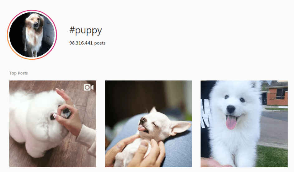 instagram hashtag puppy
